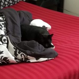 Meet your Posher, Molly